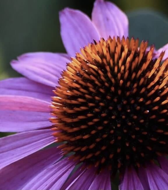 Purple Coneflower Digital Pattern - Image 2