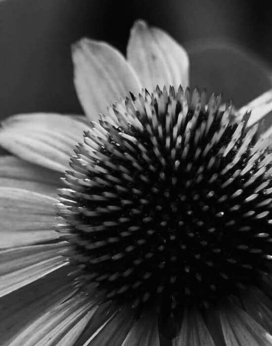 Purple Coneflower Digital Pattern - Image 3